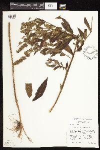 Stachys hispida image