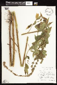 Stachys hispida image
