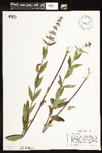 Stachys hispida image