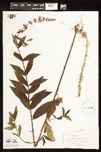 Stachys hispida image
