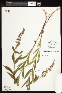 Stachys hispida image