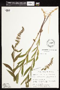 Stachys hispida image