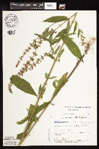 Stachys hispida image