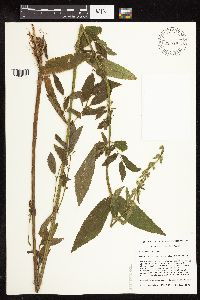 Stachys hispida image