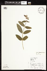 Stachys hispida image
