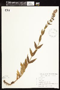 Stachys hispida image