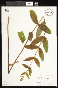 Media resource of Stachys hispida