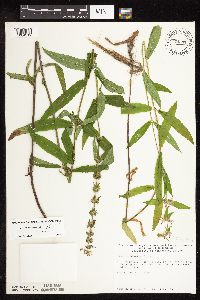 Stachys hispida image