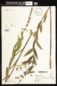 Stachys hispida image