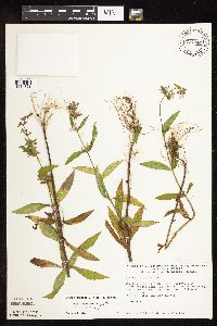 Stachys hispida image
