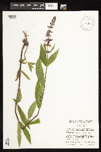 Stachys hispida image