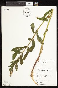 Stachys hispida image