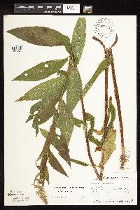 Stachys hispida image