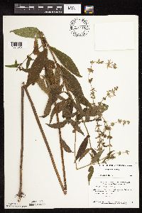 Stachys hispida image