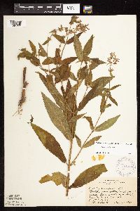 Stachys hispida image