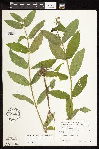 Stachys hispida image