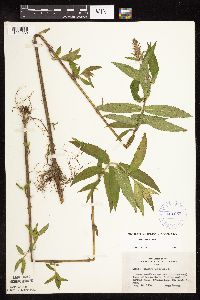 Stachys hispida image