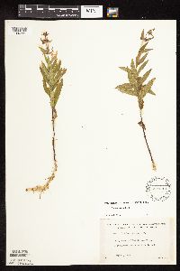 Stachys hispida image