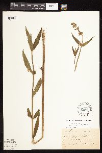 Stachys hispida image