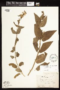 Stachys hispida image
