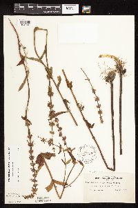 Stachys hispida image