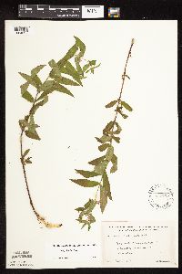 Stachys hispida image