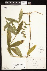 Stachys hispida image