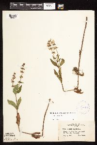 Stachys hispida image