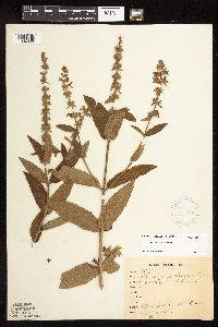 Stachys hispida image
