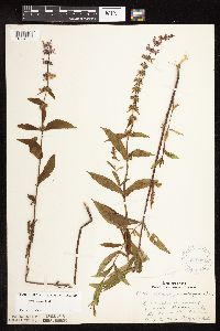 Stachys hispida image