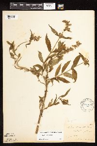 Stachys hispida image