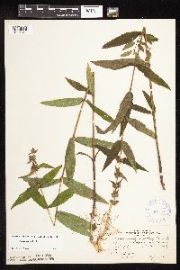 Stachys hispida image