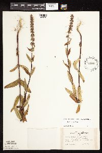 Stachys hispida image