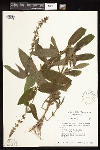 Stachys hispida image