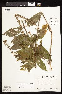 Stachys hispida image