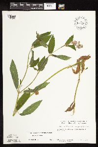 Stachys hispida image