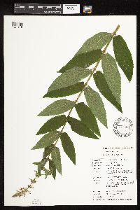 Stachys hispida image