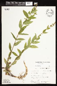 Stachys hispida image