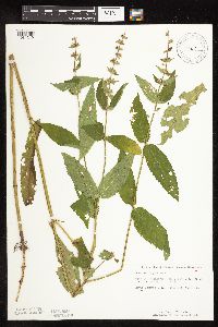 Stachys hispida image