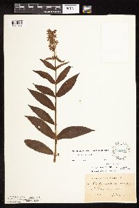 Stachys hispida image