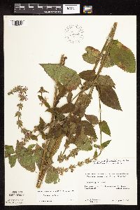 Stachys hispida image