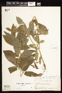 Stachys hispida image