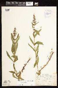 Stachys hispida image