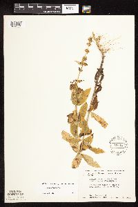 Stachys hispida image