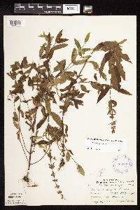 Stachys hispida image