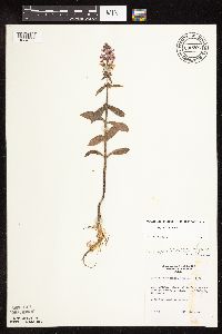 Stachys hispida image