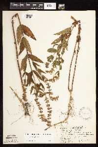 Stachys hispida image