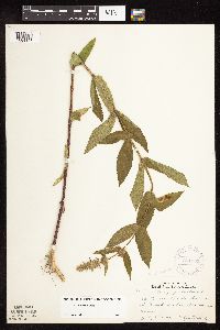 Stachys hispida image