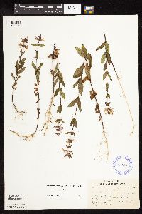 Stachys hispida image