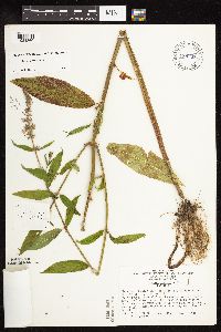 Stachys hispida image